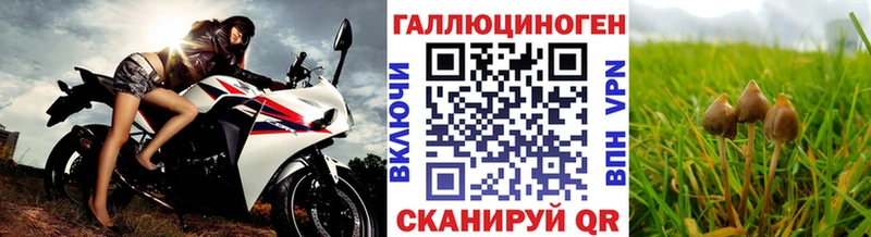 ОМГ ОМГ как зайти  Заволжье  Псилоцибиновые грибы Psilocybe 